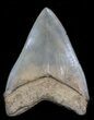 Goregous, Megalodon Tooth - Georgia #40612-2